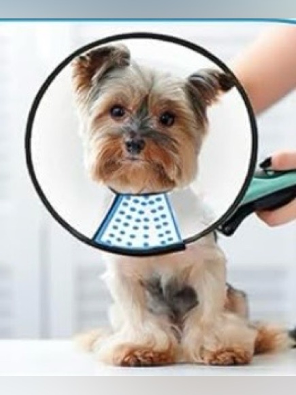 DCEZAETN Dog Cone Adjustable
Pet Cone Dog Recovery Collar
Comfy Soft Dog Cone Co